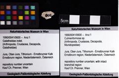 Foto (Objket + Etiketten) von Culmenformosa sp. 